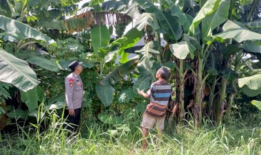 Polresta-Sidoarjo-|-Wujudkan-Ketahanan-Pangan,-Bhabinkamtibmas-Polsek-Taman-Apresiasi-Perkembangan-Pohon-Pisang