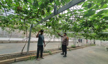 Kebun-Anggur-Desa-Simoangin-angin-Diharapkan-Jadi-Penopang-Ketahanan-Pangan-Nasional