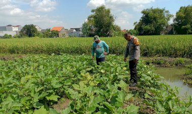 Bhabinkamtibmas-Dukung-Ketahanan-Pangan,-Dampingi-Petani-Terong-di-Sidokepung