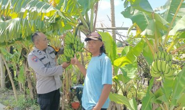 Bhabinkamtibmas-Sidokepung-Dampingi-Warga-Budidaya-Pisang-untuk-Ketahanan-Pangan