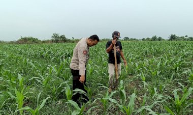 Kapolsek-Tarik-Gerakkan-Polisi-Cinta-Petani-untuk-Cegah-Gagal-Panen-Jagung