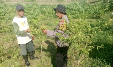 Dukung-Program-Asta-Cita,-Polsek-Balongbendo-Bina-Warga-Tanam-Lombok-di-Pekarangan-Desa