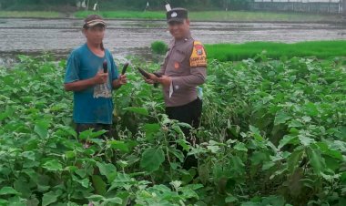 Bhabinkamtibmas-Desa-Sidokepung-Dampingi-Petani-Terong-Demi-Ketahanan-Pangan
