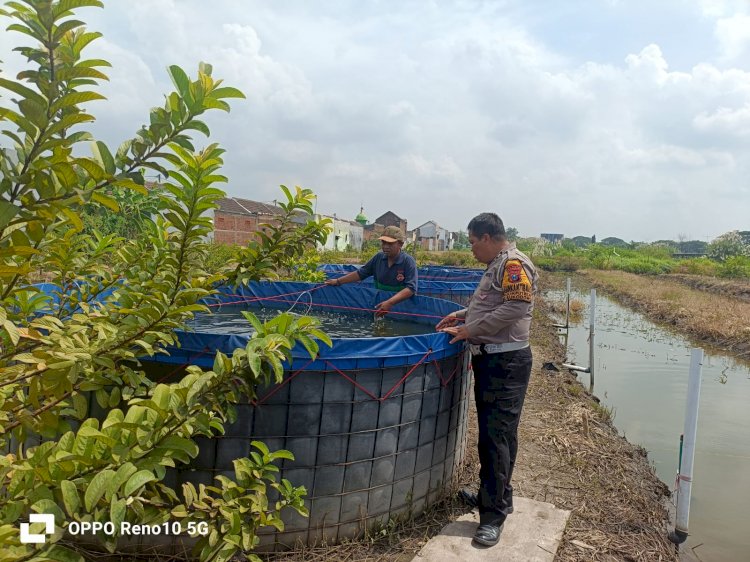Bhabinkamtibmas Desa Jumputrejo Tinjau Program Ketahanan Pangan Budidaya Ikan Nila