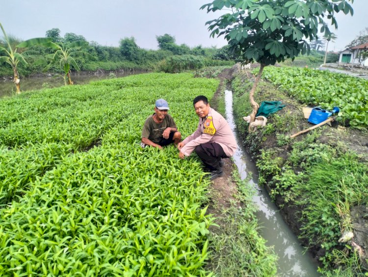 Upaya Ketahanan Pangan, Bhabinkamtibmas Desa Jiken Koordinasi dengan Petani Sayur