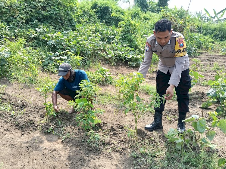 Bhabinkamtibmas Jemirahan Polsek Jabon Tinjau Lahan Ketahanan Pangan Perkebunan Sayuran