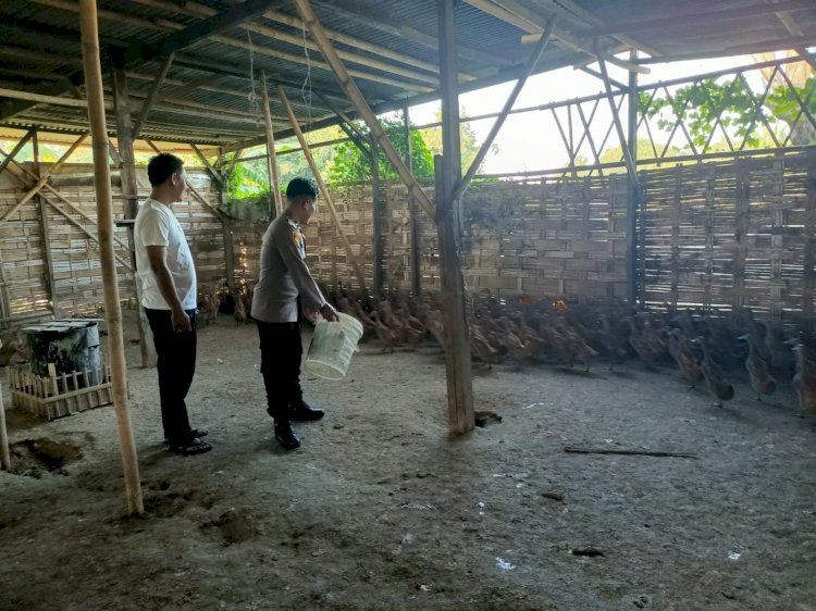 Bhabinkamtibmas Buduran Dampingi Peternak Bebek Dorong Ketahanan Pangan Lokal