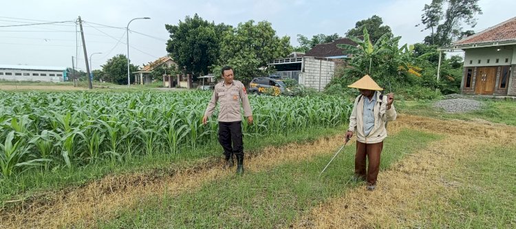 Polsek Tarik Gelar Patroli Ketahanan Pangan dan Dialogis Bersama Petani Jagung