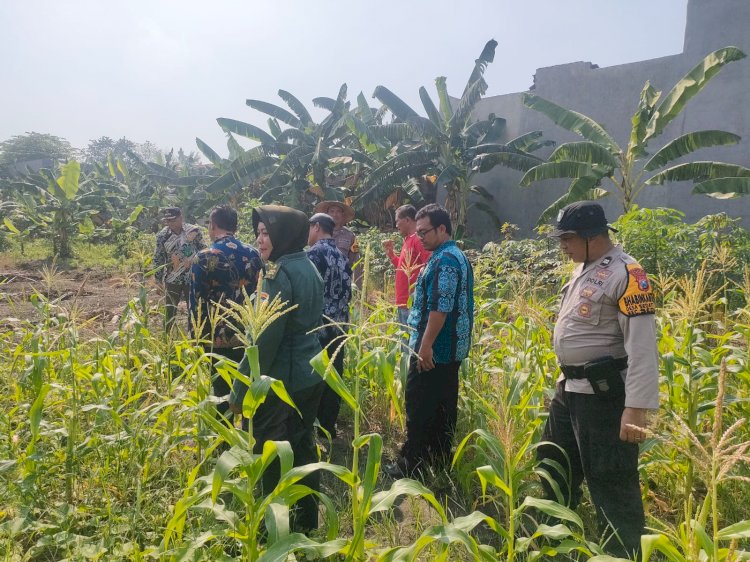 Polsek Sedati Pantau Lahan P2B, Optimalkan Penanaman Jagung untuk Ketahanan Pangan
