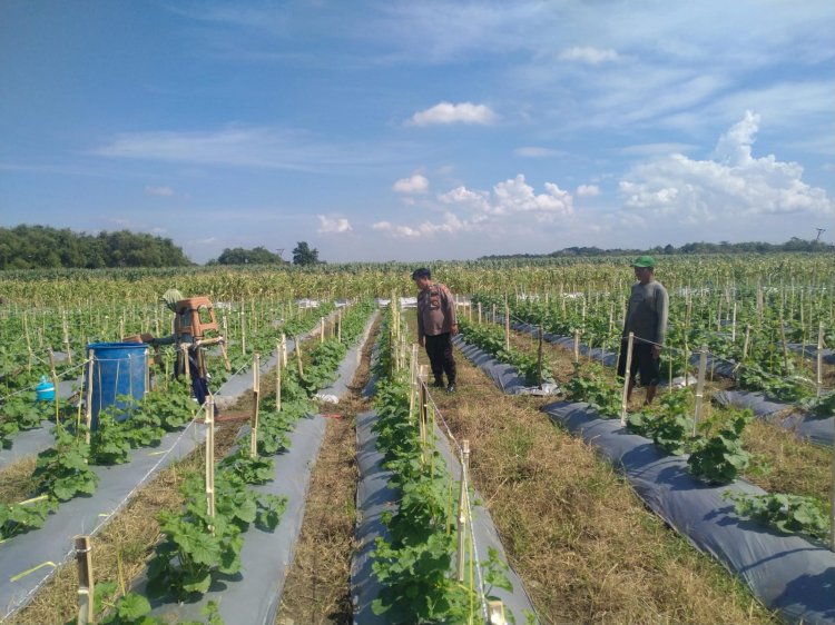 Kanit Binmas Polsek Prambon Tinjau Lahan Cabai dan Terong, Dukung Swasembada Pangan Mandiri Warga